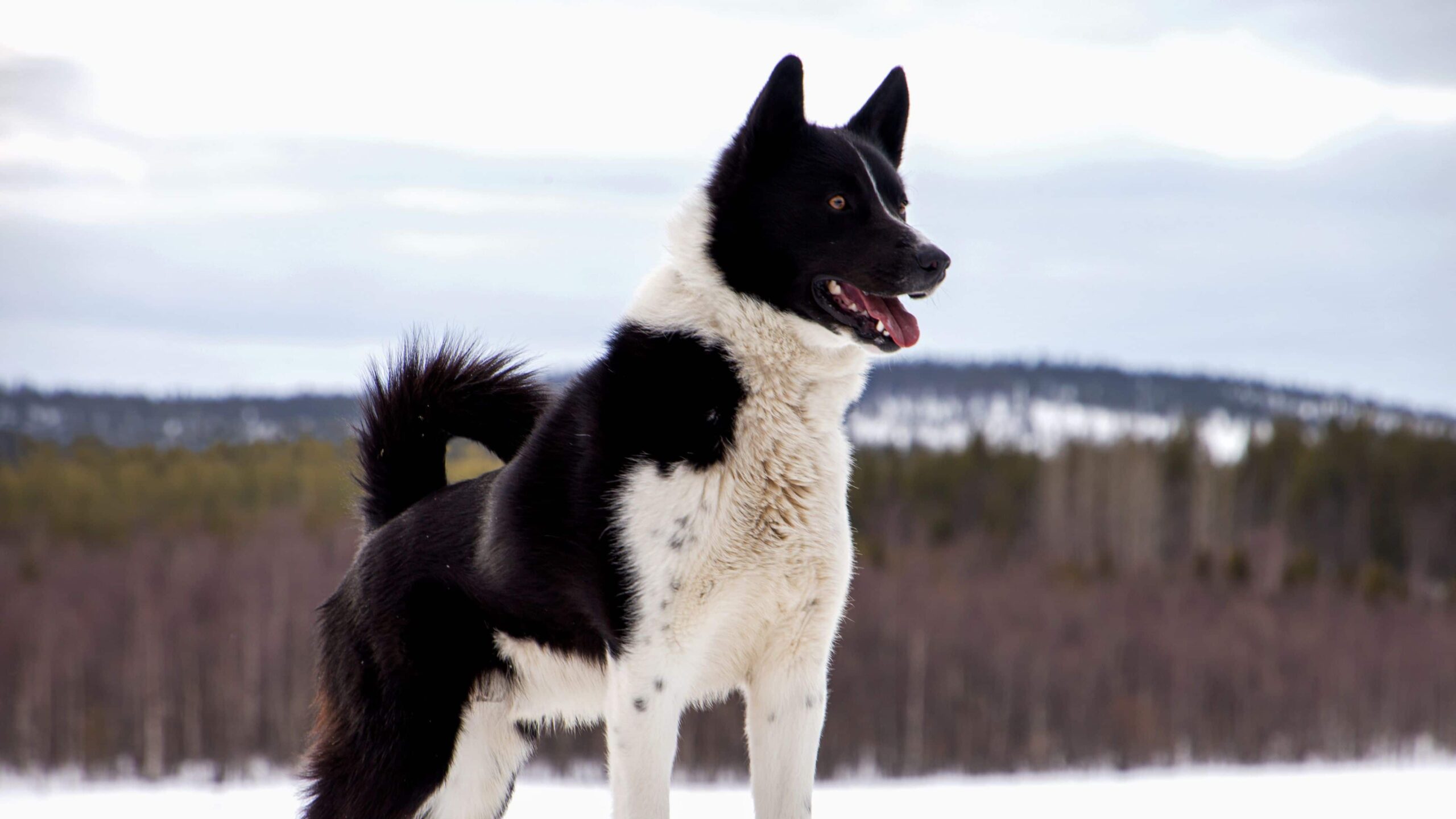 Dagsmark Petfood_Eemeli-koira_talvi