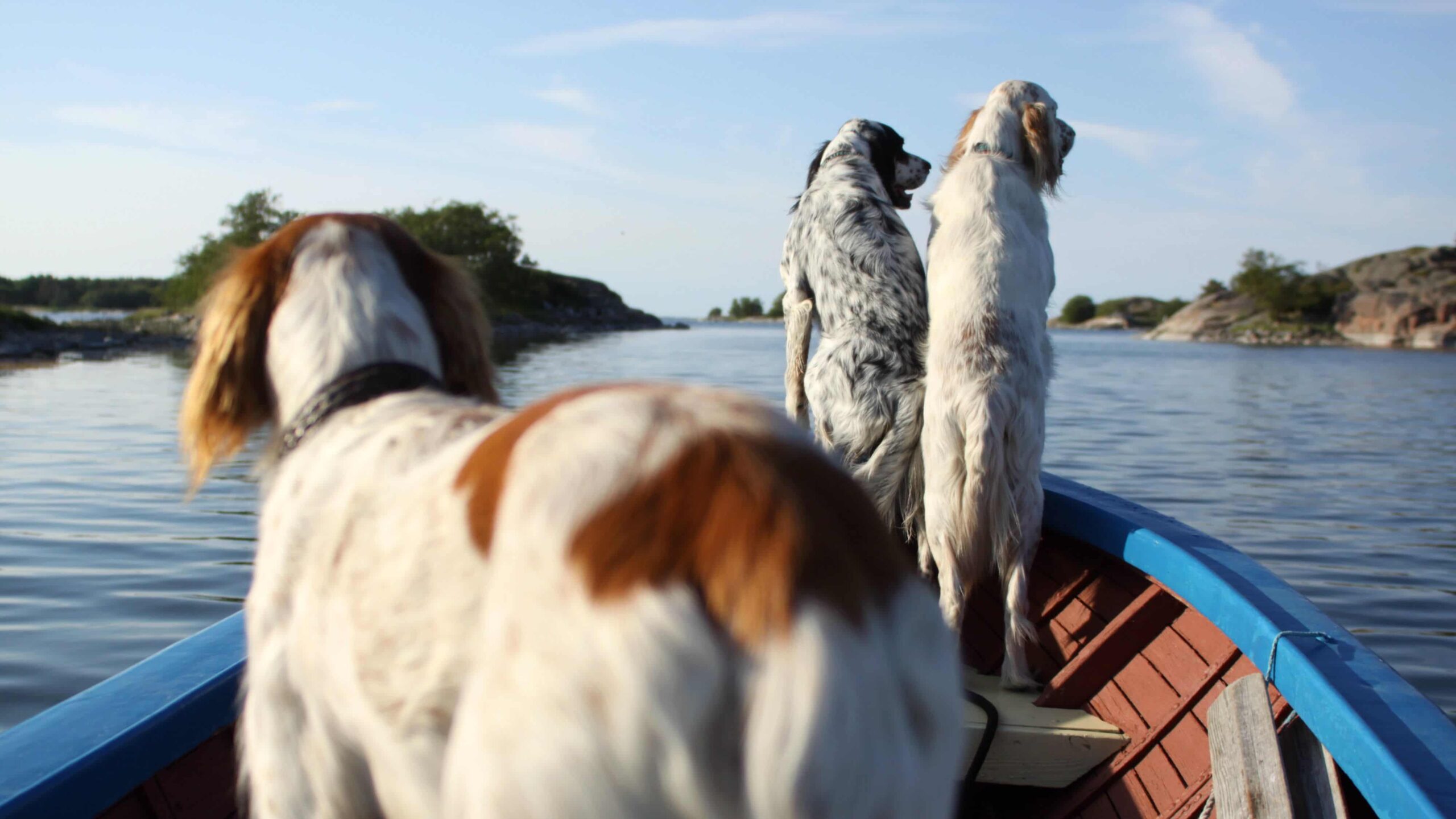 Dagsmark Petfood_Koirat veneessä