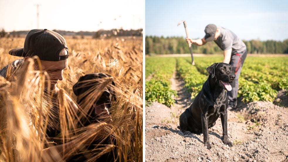Dagsmark Petfood_kauraa ja perunaa