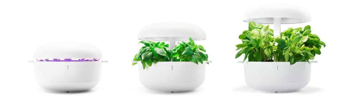 Plantui-Growing phases