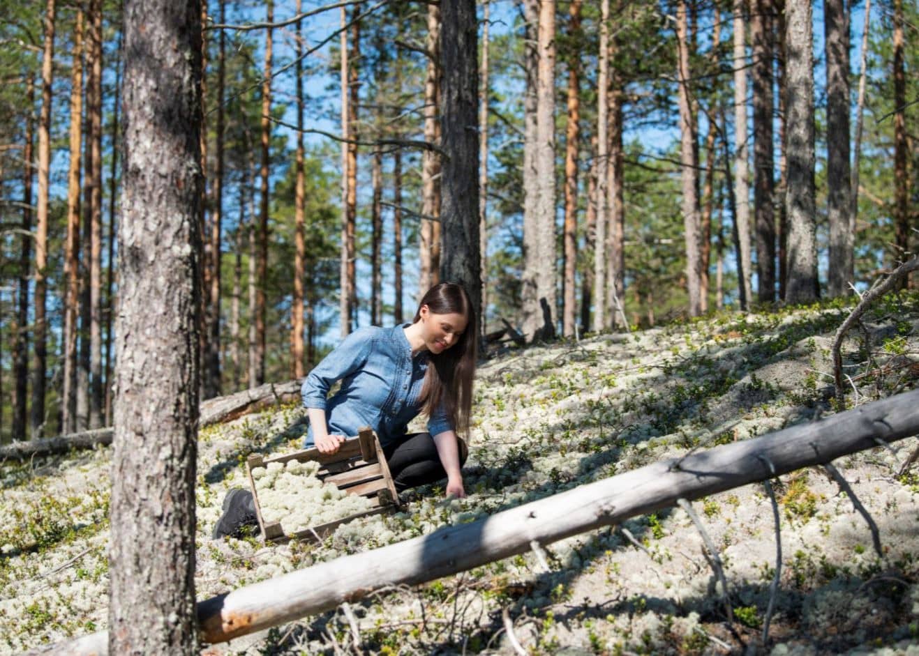 Polarmoss_palleroporonjäkälän nosto on käsityötä
